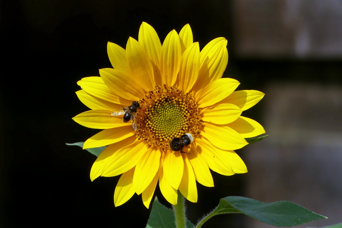 Besuch bei unseren Sonnenblumen. 17.08.2018 (Jeanny)