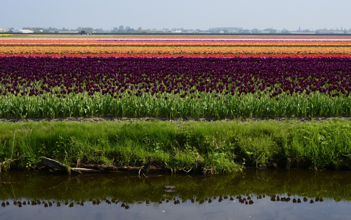 Bunte Pracht auf eienm Tulpenfeld in Lisse/NL am 23.04.2014