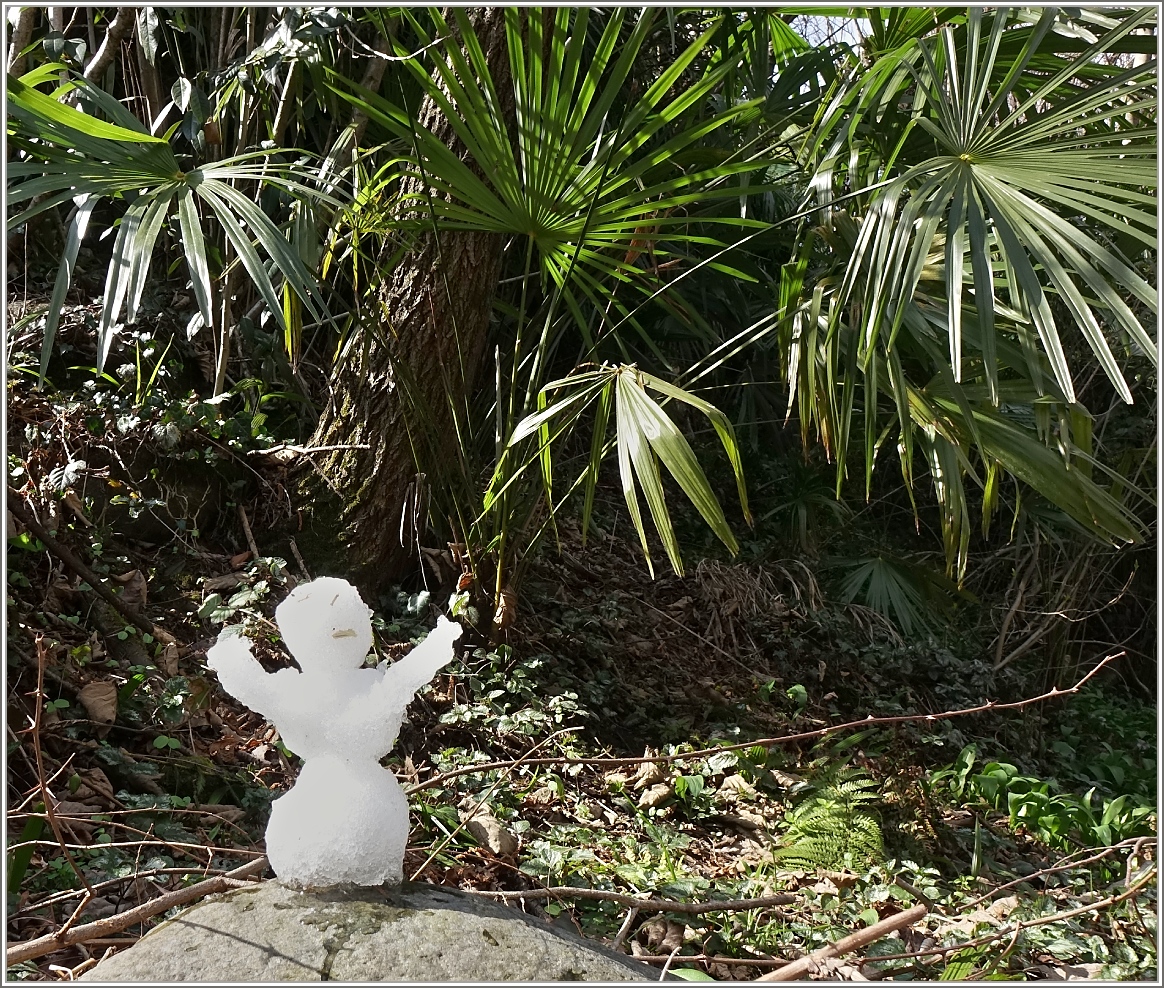 Das Ende der Wintersasion ist gekommen, der Schneemann hat sich bereits unter die Palmenblätter verzogen.
(11.03.2016)