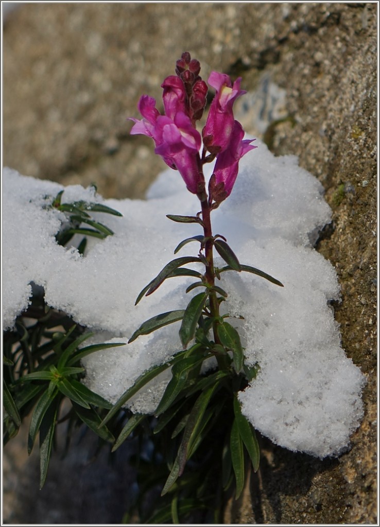 Das neue Jahr kommt mit einem Blümchen. Mit besten Wünschen...
(30.12.2014)