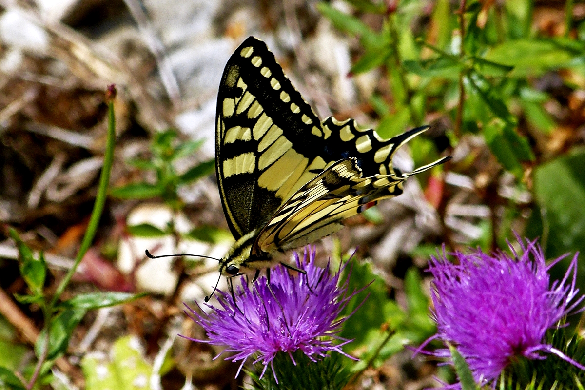 Der Schwalbenschwanz (Papilio machaon) ist ein Schmetterling aus der Familie der Ritterfalter (Papilionidae). Am 02.09.2018 begegnete mir ein besonders schnes Exemplar zwischen Wasserbilligerbrck und Igel. (Hans)