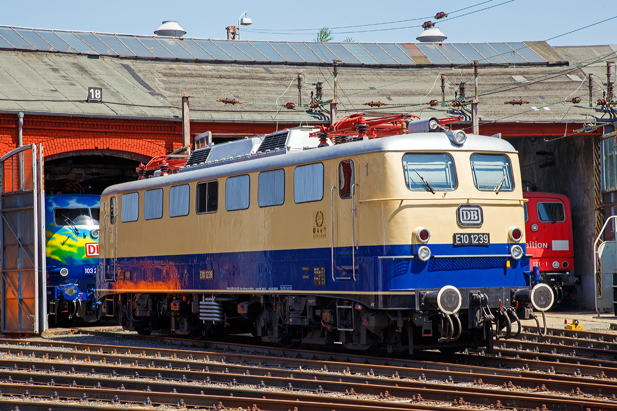 Die E 10 1239, ex DB 110 239-1, ex DB E 10 239, am 30.06.2019  im Südwestfälische Eisenbahnmuseum in Siegen.

Die Lokomotive E 10 1239 wurde 1962 von Krauss-Maffei in München unter der Fabriknummer 18741 gebaut, der elektrische Teil ist von Siemens, und von der Deutschen Bundesbahn nach Abnahmefahrten nach Ingolstadt und Salzburg von München aus am 22.02.1962 abgenommen. Die vorgestellte 1 in der Lokbezeichnung weist auf die abweichende maximale Geschwindigkeit von 160 km/h statt der üblichen 150 km/h hin. Diese Änderung wurde für den Einsatz vor Rheingold-Zügen notwendig und wurde über die Änderung der Getriebeübersetzung von 1 : 1,91 statt 1 : 2,11 erreicht. Entgegen landläufig verbreiteter Ansicht hatte E 10 1239 nicht die nur bei E 10 1244 eingebauten sogenannten Schnellfahrdrehgestelle aus dem Hause Henschel, sondern lief wie die  normalen  Lokomotiven der Baureihe E 10 auf Seriendrehgestellen.

Wichtigstes äußerliches Merkmal der technisch abweichenden Lokomotive war der Anstrich der Lokomotive in den neuen, für den Rheingold vorgesehenen Farben Beige/ Kobaltblau, in welchen sie nach der Übernahme durch die Deutsche Bundesbahn zum Bw Heidelberg kam und von dort den Rheingoldzug zog. Auch heute gilt das Rheingold noch als Synonym für hochwertigen Reiseverkehr. In keiner anderen Farbgebung zogen Lokomotiven der Baureihe E 10 in Kastenform höherwertigere Züge, der Status als Schnellfahrlokomotive höchster Qualität war deutlich sichtbar, auch wiesen die Kasten-E 10.12 eine von ihren unscheinbar blau lackierten Schwestern eine nicht gekannte Eleganz auf.

Der Einsatz als Rheingold-Lokomotive währte für E 10 1239 nur rund 6 Monate, dennoch dürfte es der interessanteste Abschnitt ihres langen Arbeitslebens gewesen sein.

Mit der Indienststellung von E 10 1265 bis E 10 1270 (der späteren DB BR 112 bzw. nach der deutschen Wiedervereinigung BR 113) verlor E 10 1239 ihr elegantes Farbkleid. Sie wurde im AW München-Freimann blau lackiert, auf 150 km/h Höchstgeschwindigkeit zurückgebaut und zur E 10 239 umnummeriert. Die Beheimatung in Heidelberg wurde aufgegeben und die Maschine ging in den Bestand des Bw Nürnberg über, wo sie bis zum 25.5.1974 blieb.

Vom 26.5.1974 an war die Lok im Bw Stuttgart zu Hause, in Stuttgarter Zeit erlebte sie zum dritten Mal die Änderung ihres Anstrichs in ihrer Laufbahn, sie wurde am 1977 oceanblau/beige. Mit der Umstellung auf das Computernummernsystem 1968 wurde sie zur 110 239-1. Im Jahre 2002 wurde sie im Rahmen der Hauptuntersuchung auch rein optisch ihren Schwestermaschinen vollends angeglichen werden, und wurde nun auch verkehrsrot Lackiert. Das wenig beliebte orientrote Farbschema hat sie nie getragen.
