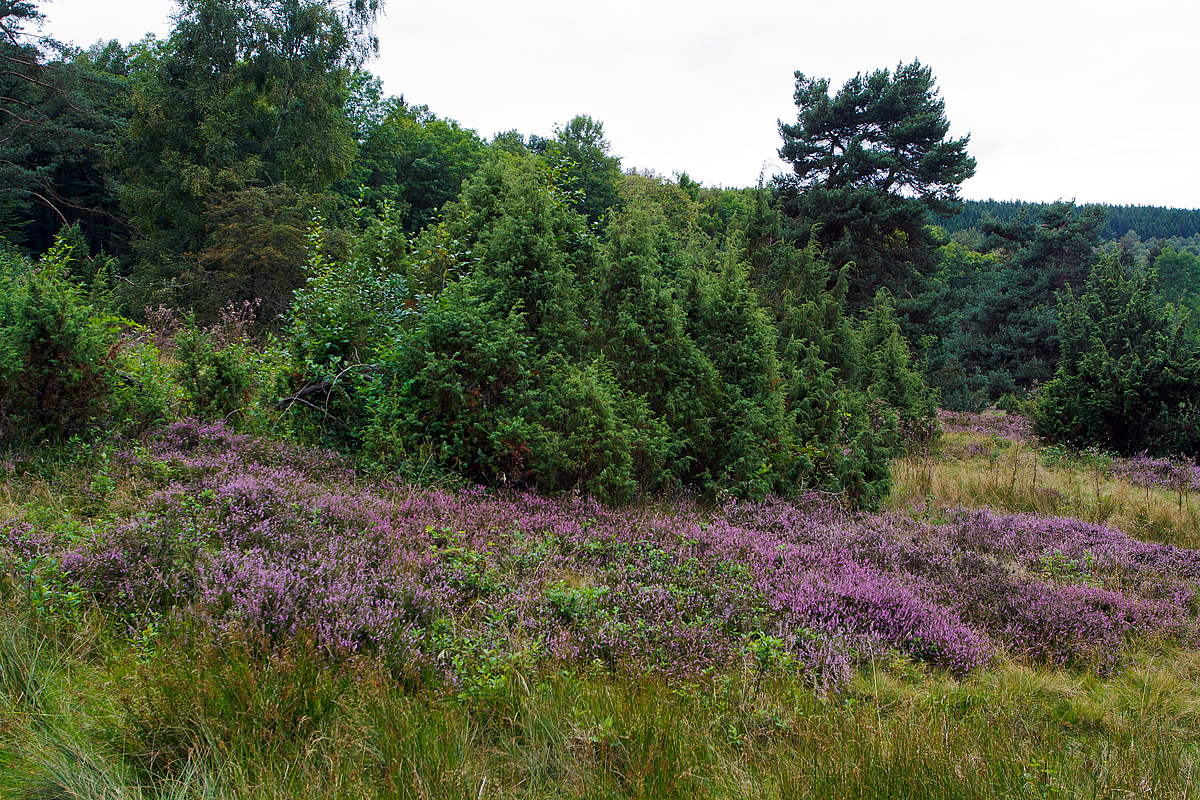 
Die Heide blüht...
In der Gambacher Wacholderheide am 13.08.2014. 
Das Naturschutzgebiet  Gambach  ist eine ganz besondere Landschaft, es handelt sich dabei um die größte Wacholderheide im Kreis Siegen-Wittgenstein.