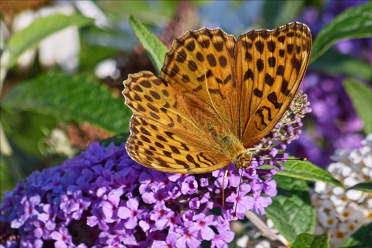 Dieser Kaisermantel besucht am 18.07.2017 unsern neu gepflanzten 3 Farbigen Schmetterlingsflieder (Buddleja davidii)in unserem Garten.