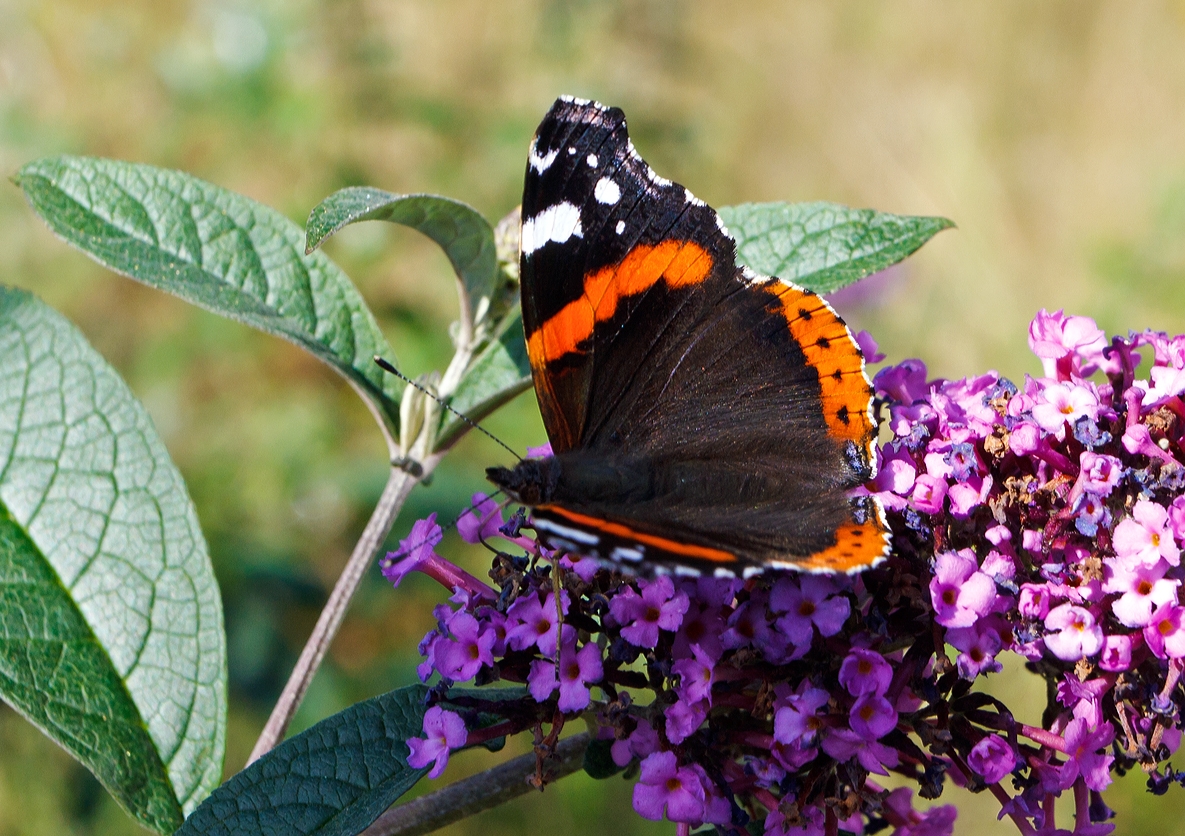 Ein Admiral (Vanessa atalanta) auf Nektar suche, am 29.09.2013 in Lennestadt-Altenhundem.