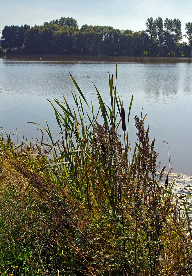 Eine Impression am Elkenrother Weiher (04.09.2013)