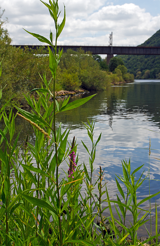 
Eine Impression an der Mosel, am 21.05.2014 bei Ediger-Eller