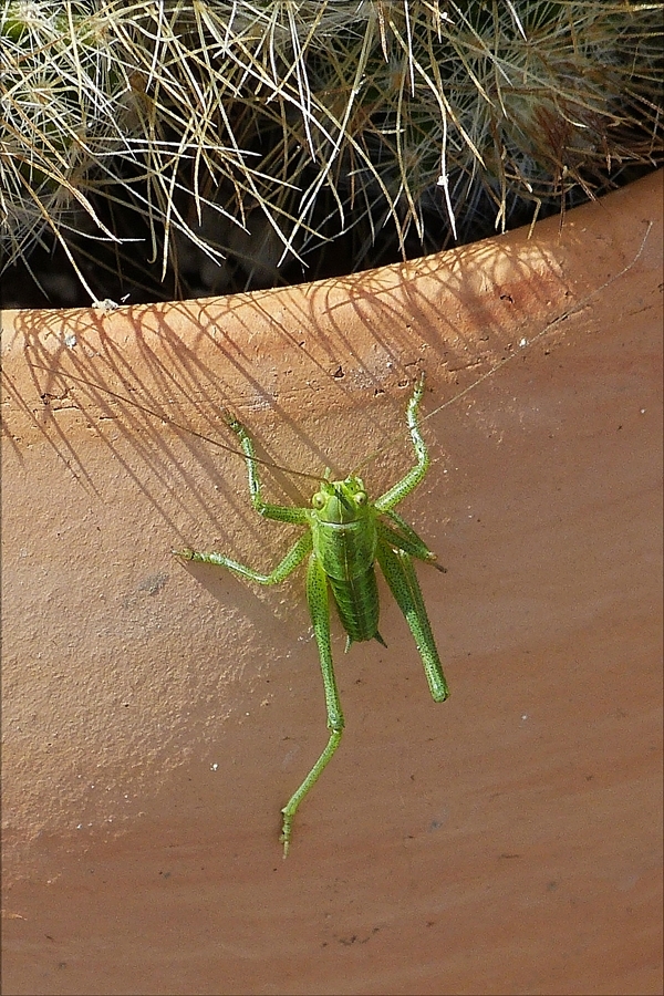 Eine kleine Heuschrecke beim Aufstieg zu einem Kaktus. 02.06.2017 (Hans)