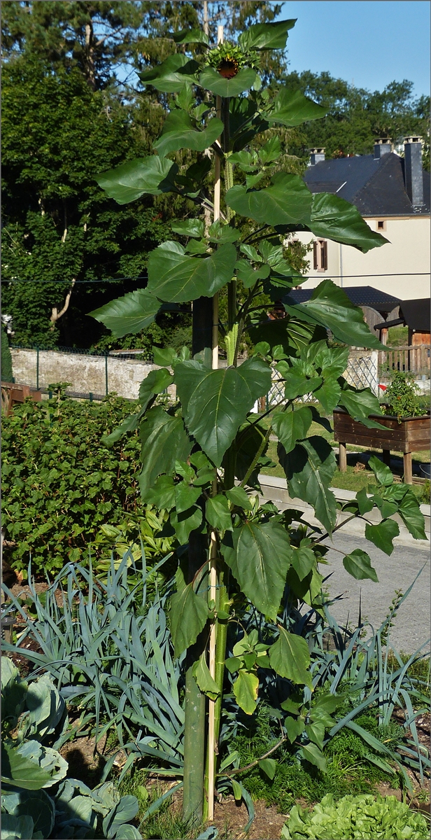 Eine unserer Sonnenblumen in unserem Garten, ca 2,40m hoch, am Ende hatte sie eine Gesamthhe von 3,42 m. 23.08.2020