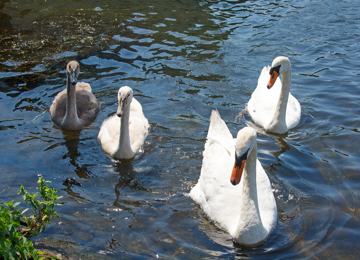 
Familie Höckerschwan am Kettwiger See in Essen-Kettwig am 18.07.2015.