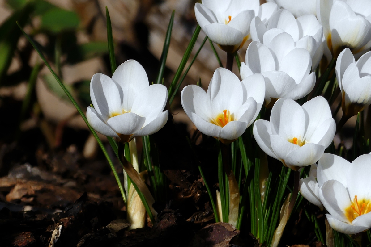 Frhling mitten im tiefsten Winter. 05.02.2020 (Jeanny)