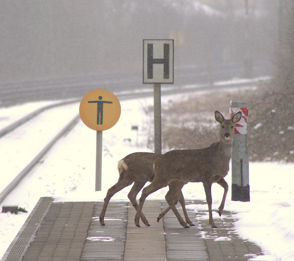 Gleis und Bahnsteiginspektion diesmal durch 2 der Bahnhofs-Rehe(ein drittes kam kurz danach dazu). Schleswig 20.03.2013