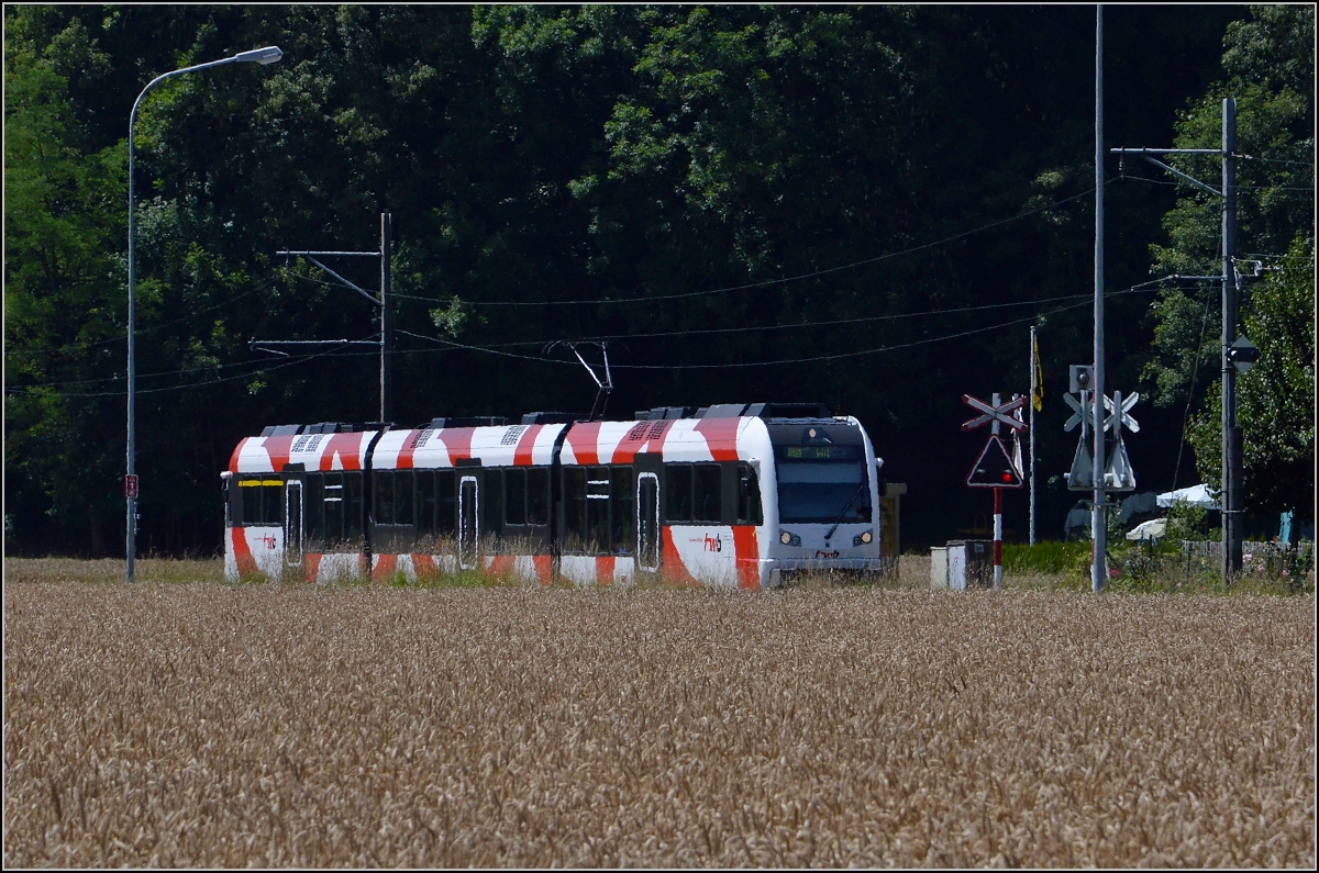 Im Kornfeld verdeutlicht das Flimmern den heißen Tag, an dem der Triebwagen der Frauenfeld-Wil-Bahn ABe 4/8 bei Lüdem unterwegs ist. Juli 2014.