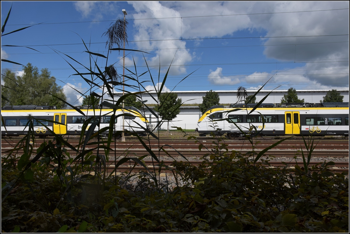 Karpfenzucht in Radolfzell. Durchs Bodenseeschilf geschaut...da sind ungewohnte Züge. August 2020.