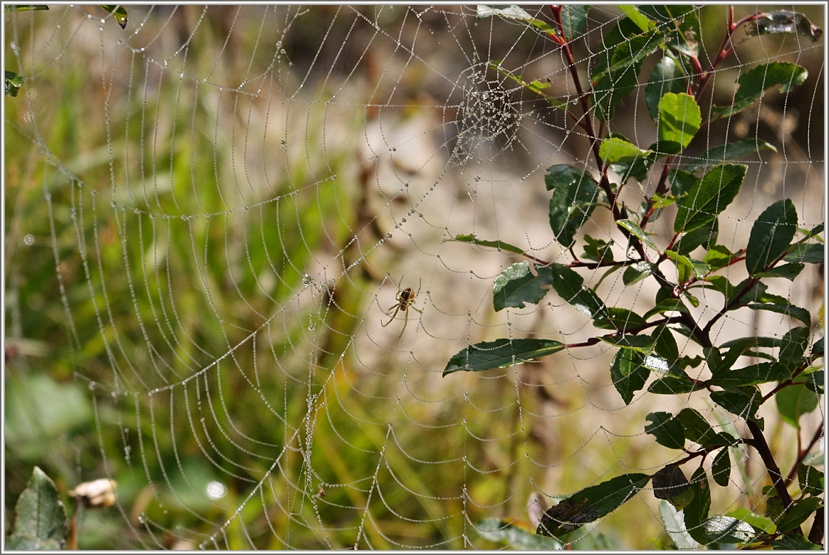 Kaum zeigen sich die ersten Sonnenstrahlen, überprüft Frau Spinne ihr Netz.
(05.09.2014)