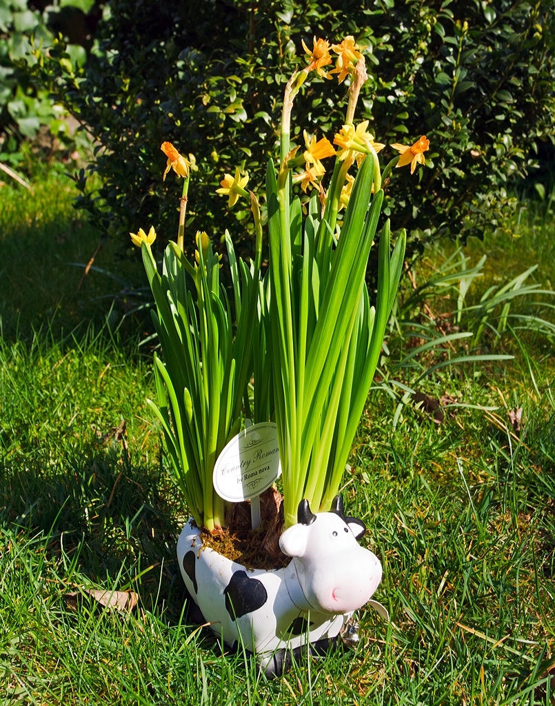 
Mein persönlicher Linsenputzer darf heute auf die Weide, Herdorf 30.03.2014.

Lieben Dank Hans, und Jeanny, ganz besonders  für die beschwerliche Überführung von Luxemburg nach Herdorf.
