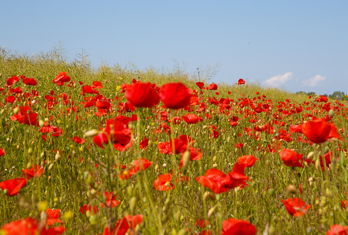 
Mohnblume am 12.06.2015 in Fehmarn - Burg