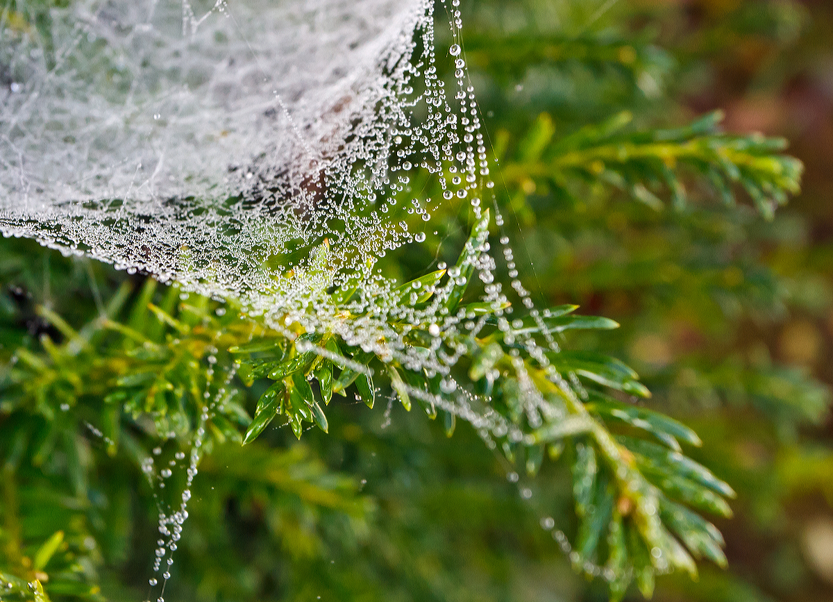 
mpressionen vor unserem Haus....
Morgenreif an einem Spinnennetz in der Eibe vor unserem Haus (12.10.2014).