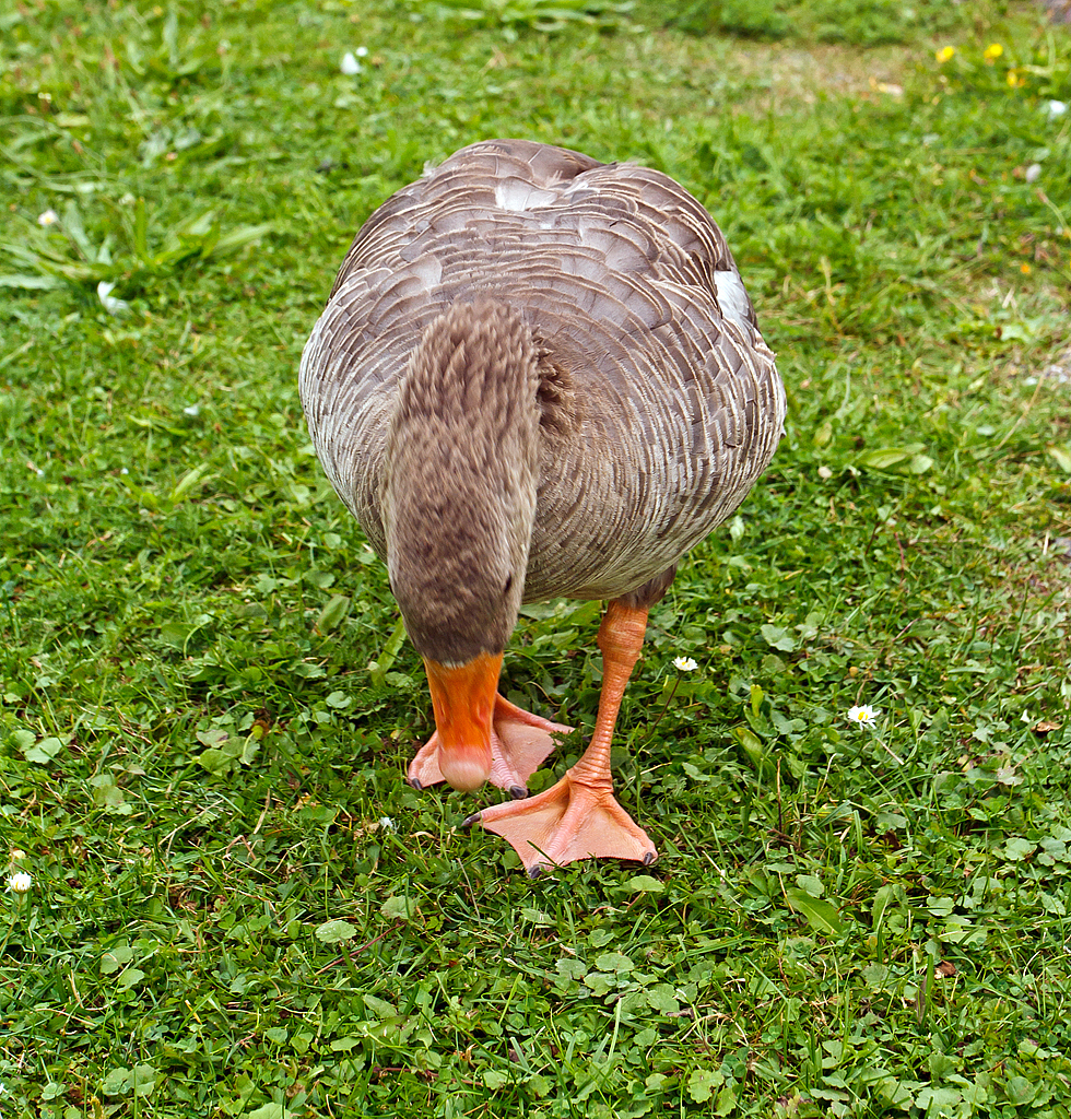 
Na was willst Du denn hier....
Eine Graugans im Schloßpark vom Schloss Moritzburg am 27.08.2013.