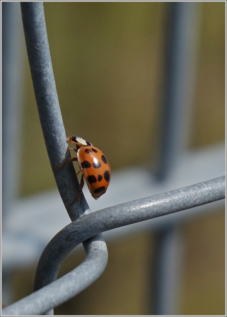 Neugierig erkundet der Marienkäfer seine Umgebung.
(06.04.2014)