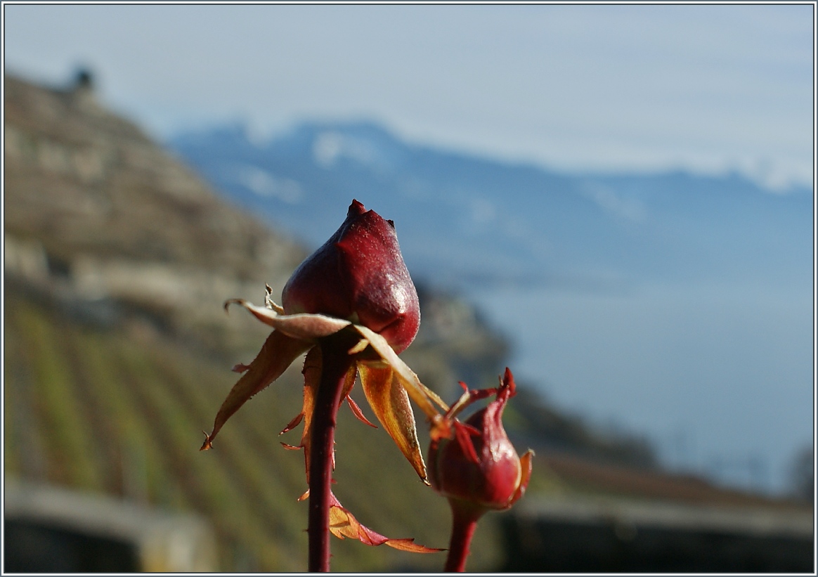 Rosenknospen im Lavaux am 01.01.2014. 
Es senden rosige Neujahrgrüsse Stefan und Christine