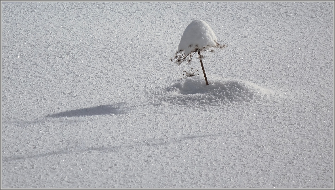 Schneefliegenpilz
(03.02.2015