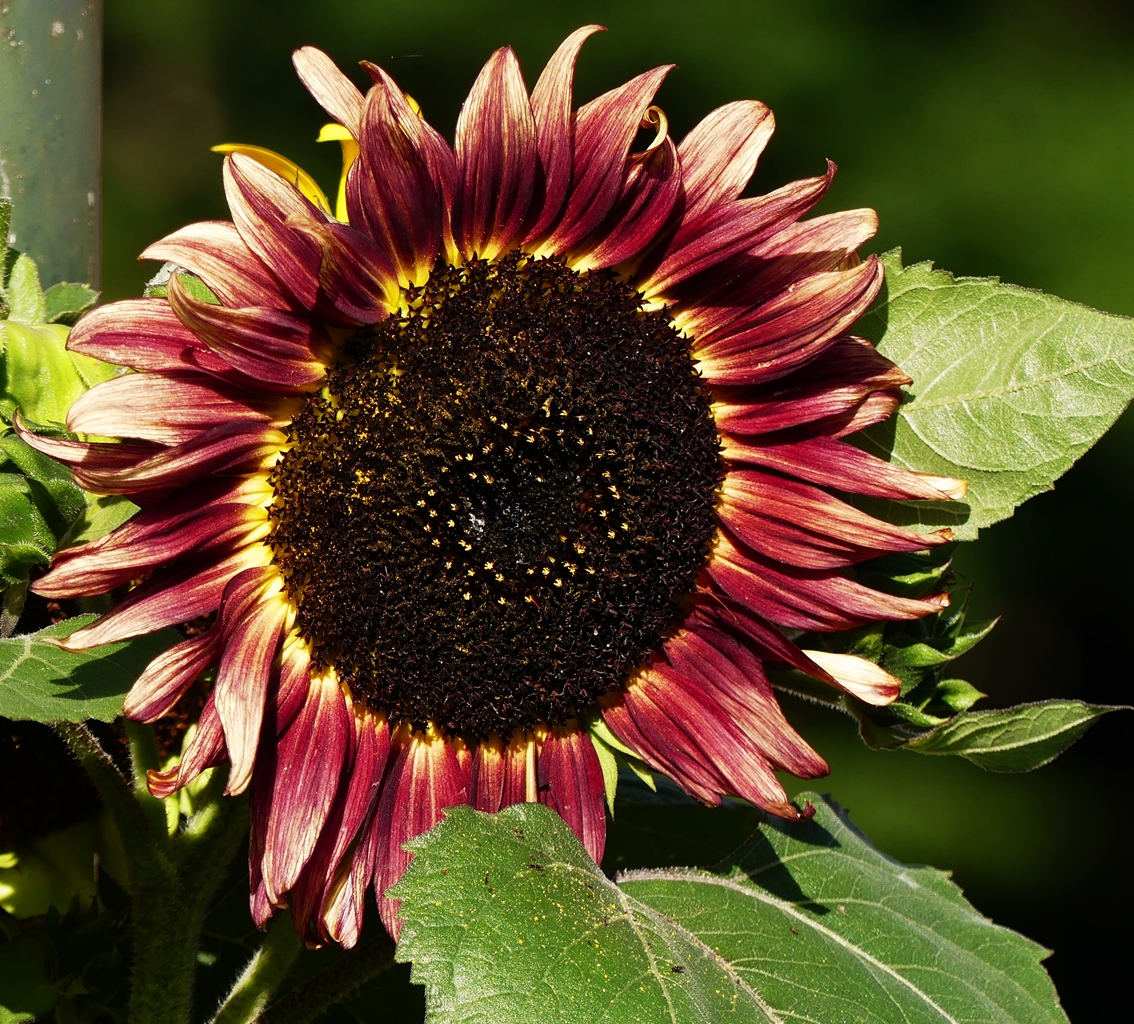 Sonnenblumenvariationen in unserem Garten. 11.08.2019 (Jeanny)