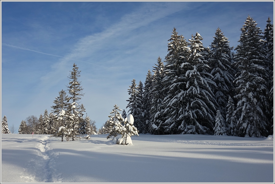 Spuren im Schnee fhren durch das Hochmoor vom Les Pleiades
(03.02.2015)