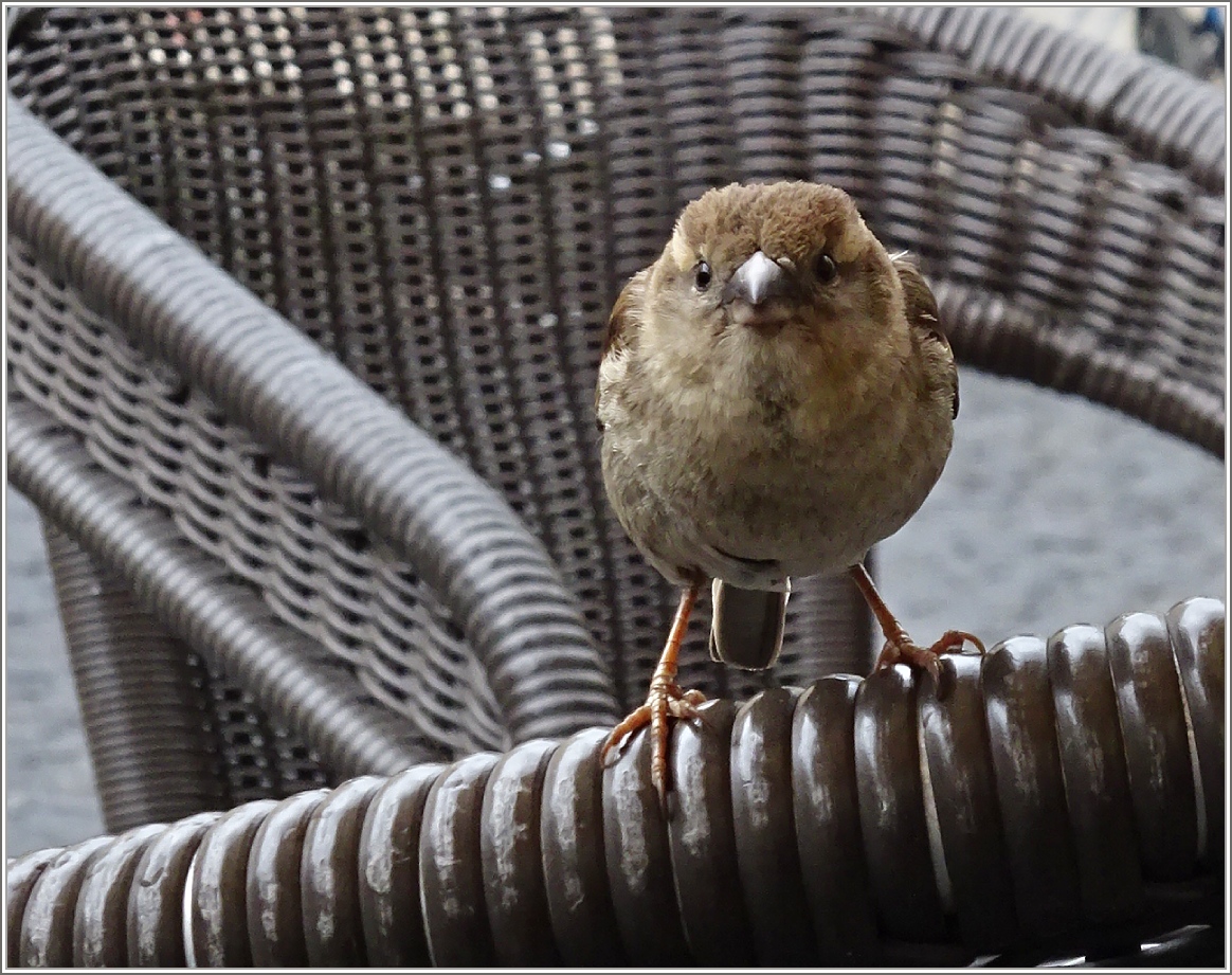 Was ist denn das?Scheint sich der Spatz zu fragen und schaut neugierig in die Linse.
(28.04.2015)