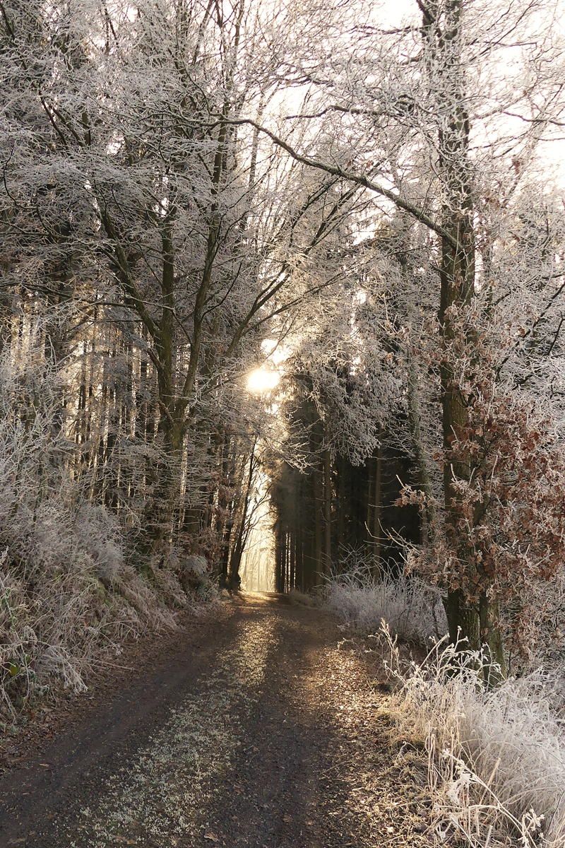 Winterspaziergang. 26.12.2018 (Jeanny)