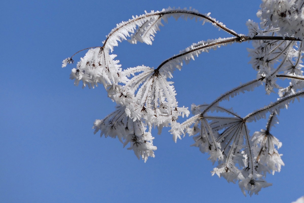 Winterspaziergang. 26.12.2018 (Jeanny)