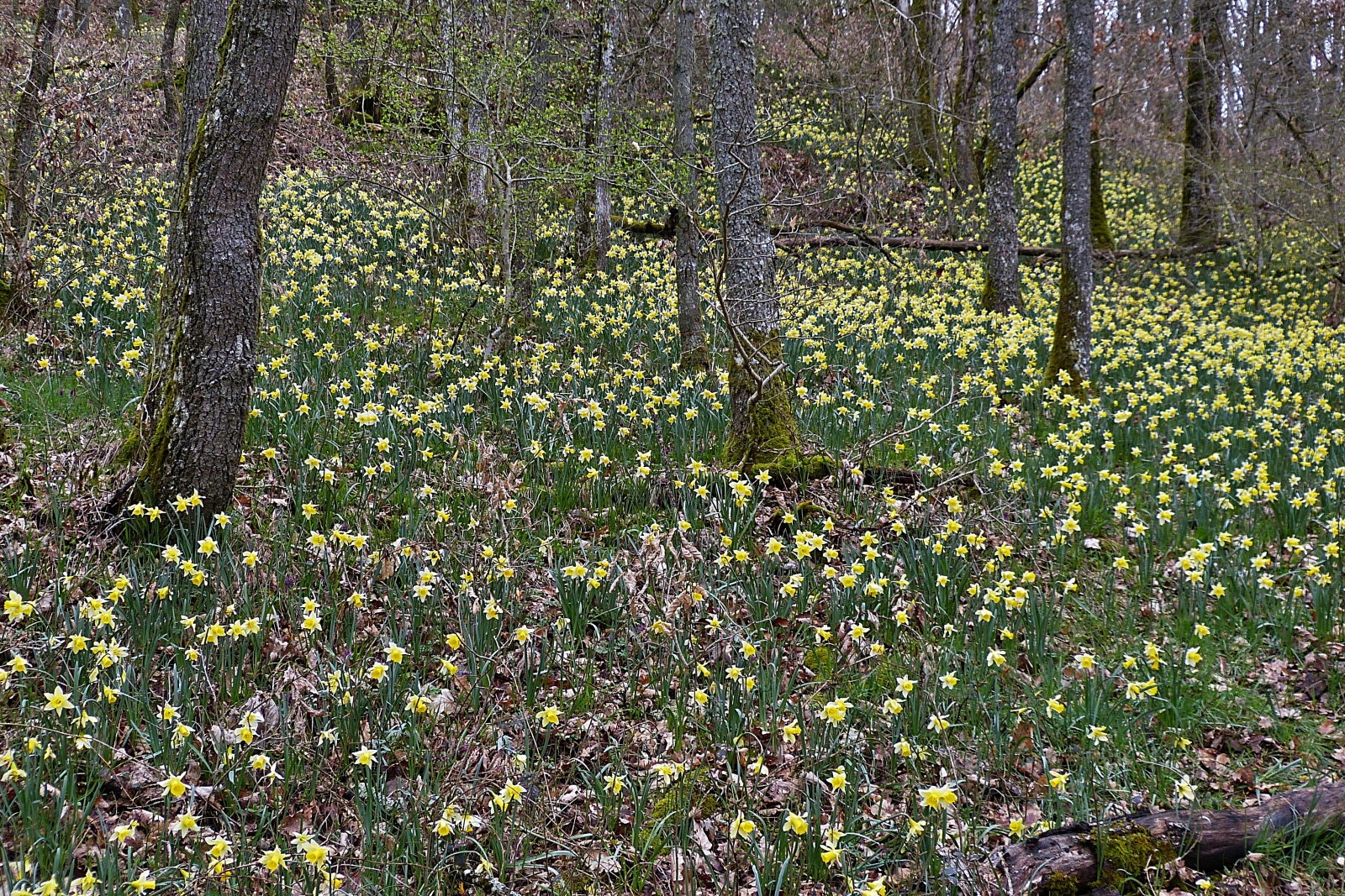 Bei einer Wanderung am 02.04.2023 habe ich dieses Blumenmeer mit wild wachsenden Narzissen in einem Wald gesehen