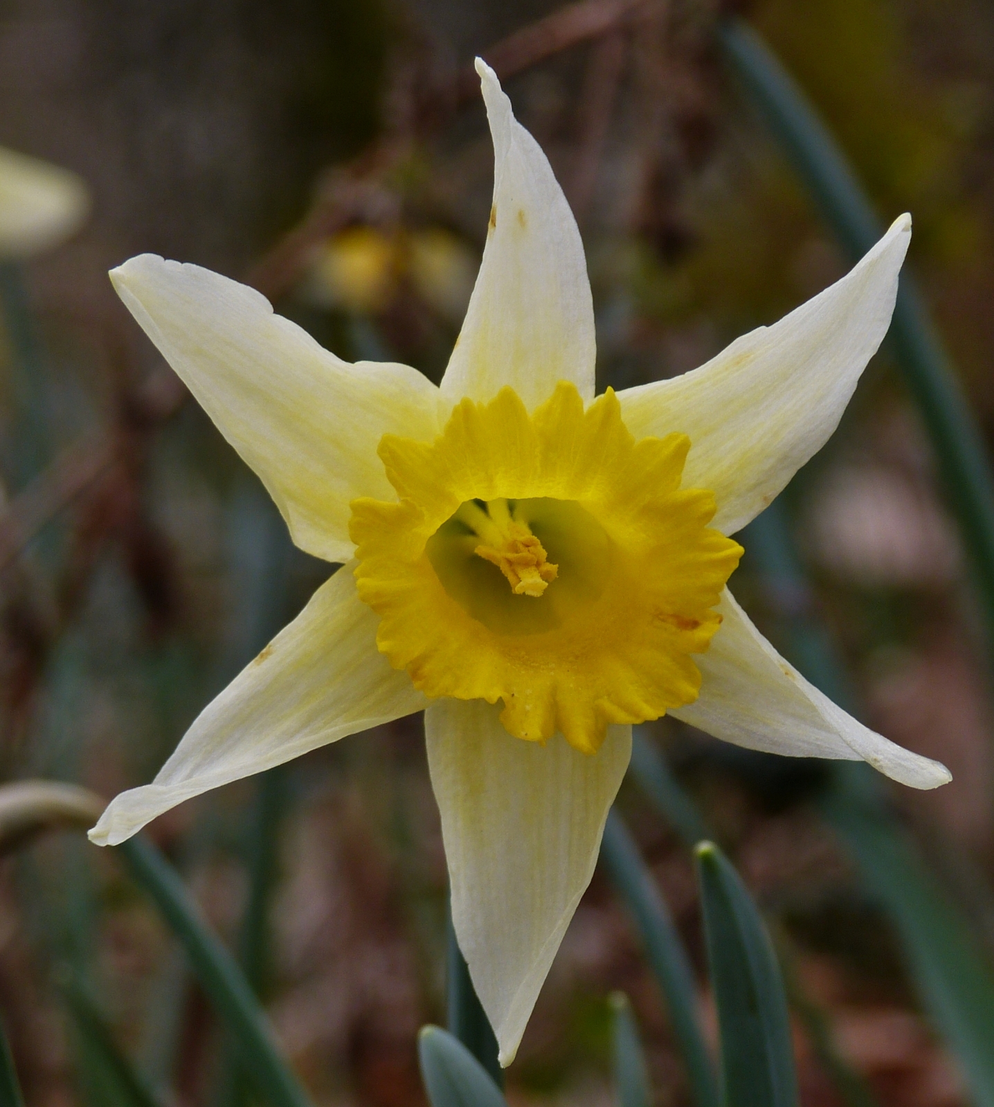 Eine einzelne Narzissenblüte aus dem Blütenmeer. 02.04.2023