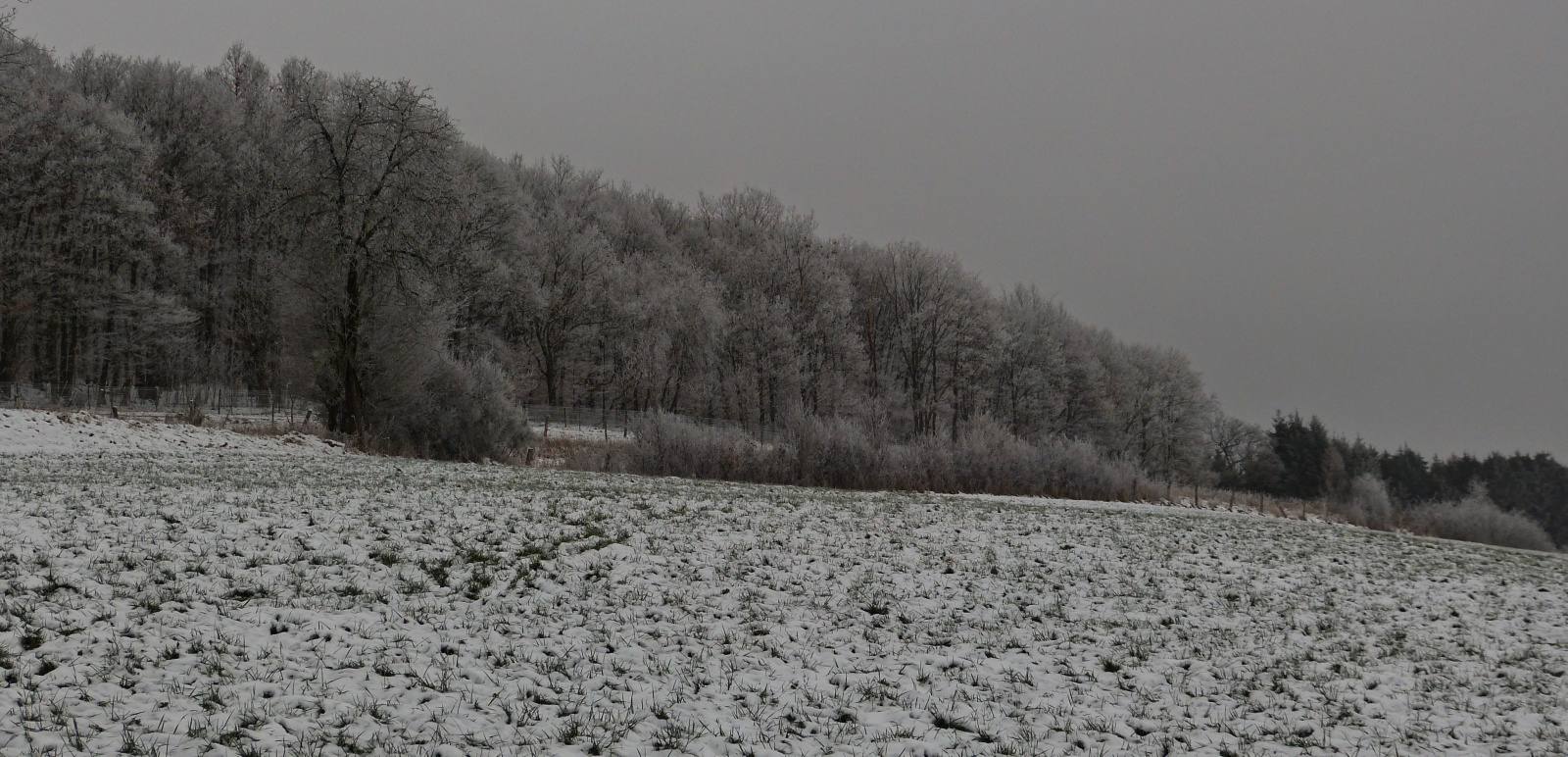 Winterimpressionen nahe Wiltz, mit Raureif überzogene Bäume, nahe einem Wanderweg in Erpeldange. 26.01.2023