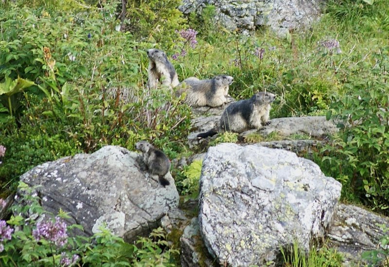 Begegnungen der besonderen Art:Eine Murmeltierfamilie geniesst den Sommer. 
(August 2009)