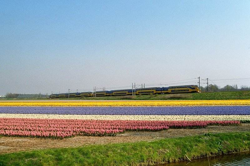 Blumenfelder bei Leiden mit in Hintergrund ein Intercity von Amsterdam in Richtung Den Haag. Warmond Mrz 2007.