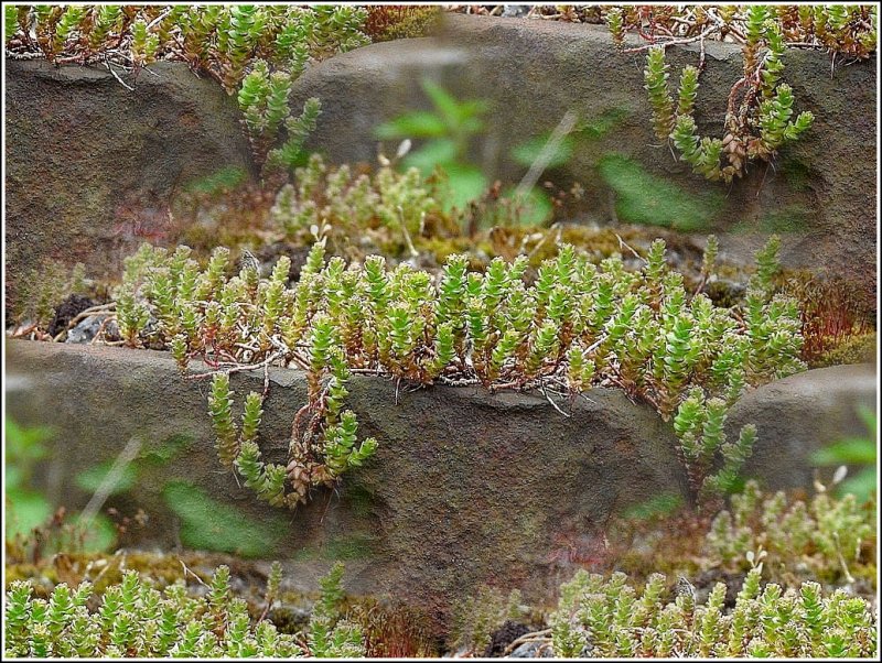 Die Natur erobert sich ihr Recht zurck auf einer Lok in Fond de Gras. 03.05.09 (Jeanny)