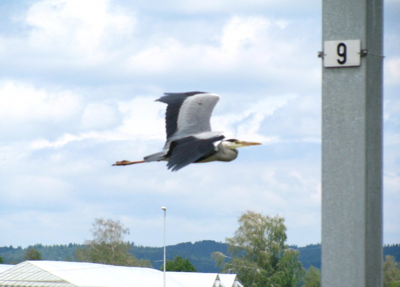 Einige Minuten hat er mit mir auf den Dampfzug gewartet. dann kam ich dem Fischreiher wohl doch etaws zu nahe, sodass er die Flgel ausbreitete und elegalt davon folg... (31.Mai 2009)