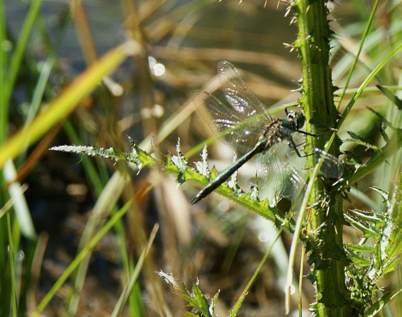 Fr einen kurzen Augenblick liess sich diese Libelle zwischen Stiel und Blatt nieder.
(06.08.2009)