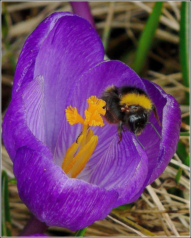 Landeanflug einer Hummel. 17.03.09 (Jeanny)