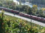 Treffen zweier Regionalzge im Rheintal, aus den Weinreben heraus fotografiert.