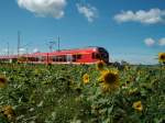 Die Aufnahme entstand nicht in Holland.429 028 und ein Sonnenblumenmeer am 31.August 2010 bei Samtens.