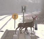 Gleis und Bahnsteiginspektion diesmal durch 2 der Bahnhofs-Rehe(ein drittes kam kurz danach dazu).