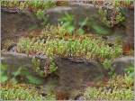 Die Natur erobert sich ihr Recht zurck auf einer Lok in Fond de Gras.