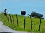 Rindviecher unter sich am kleinen See 27.05.2012 (Jeanny)