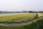 Blumenfelder bei Sassenheim 16-04-2011.