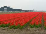 Blumenfelder bei Voorhout 06-04-2014.