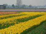 Blumenfelder bei Voorhout 06-04-2014.