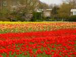 Blumenfelder bei Voorhout 19-04-2015.