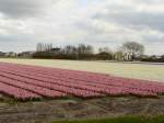 Blumenfelder bei Voorhout 19-04-2015.